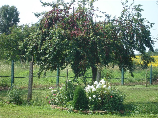 panoramik